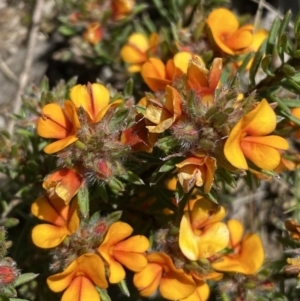 Pultenaea subspicata at Warri, NSW - 18 Oct 2021