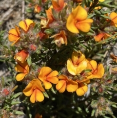 Pultenaea subspicata at Warri, NSW - 18 Oct 2021