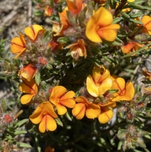 Pultenaea subspicata at Warri, NSW - 18 Oct 2021 01:32 PM