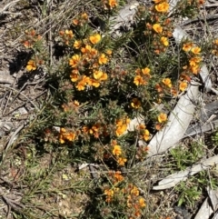 Pultenaea subspicata at Warri, NSW - 18 Oct 2021