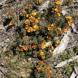 Pultenaea subspicata at Warri, NSW - 18 Oct 2021 01:32 PM