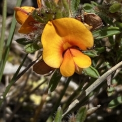 Pultenaea subspicata at Warri, NSW - 18 Oct 2021