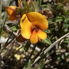 Pultenaea subspicata at Warri, NSW - 18 Oct 2021 01:32 PM