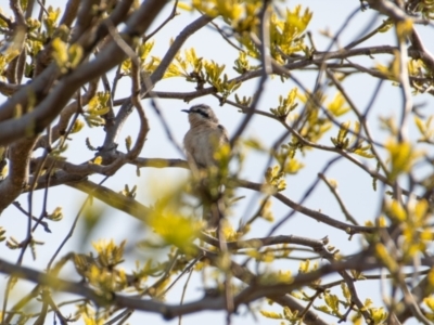 Chrysococcyx osculans (Black-eared Cuckoo) at Florey, ACT - 8 Oct 2021 by b