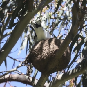 Grallina cyanoleuca at Hawker, ACT - 17 Oct 2021