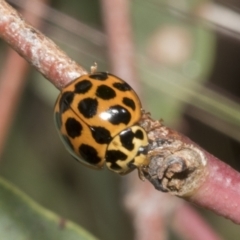 Harmonia conformis (Common Spotted Ladybird) at Hawker, ACT - 17 Oct 2021 by AlisonMilton