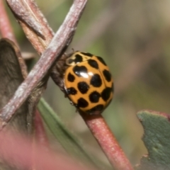 Harmonia conformis at Hawker, ACT - 17 Oct 2021