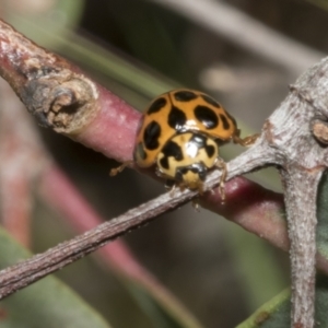 Harmonia conformis at Hawker, ACT - 17 Oct 2021 10:48 AM