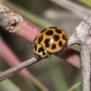 Harmonia conformis at Hawker, ACT - 17 Oct 2021