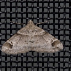 Syneora hemeropa (Ring-tipped Bark Moth) at Higgins, ACT - 17 Oct 2021 by AlisonMilton