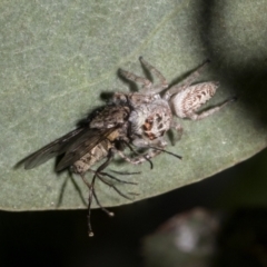 Opisthoncus grassator (Jumping spider) at Hawker, ACT - 17 Oct 2021 by AlisonMilton