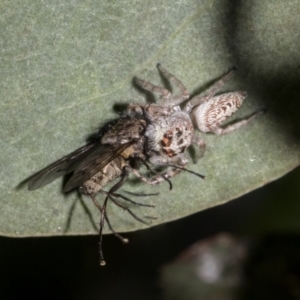 Opisthoncus grassator at Hawker, ACT - 17 Oct 2021 09:47 AM