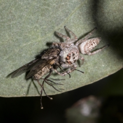 Opisthoncus grassator (Jumping spider) at The Pinnacle - 16 Oct 2021 by AlisonMilton