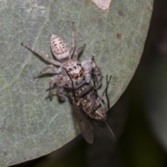 Opisthoncus grassator at Hawker, ACT - 17 Oct 2021 09:47 AM