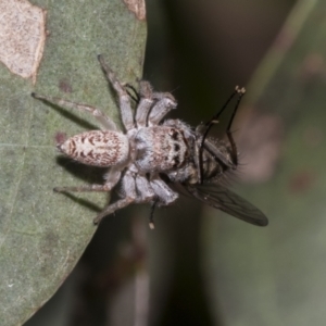 Opisthoncus grassator at Hawker, ACT - 17 Oct 2021