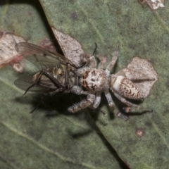 Opisthoncus grassator at Hawker, ACT - 17 Oct 2021