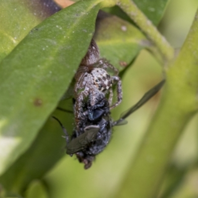 Opisthoncus sp. (genus) (Opisthoncus jumping spider) at Higgins, ACT - 31 Aug 2021 by AlisonMilton