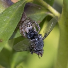 Opisthoncus sp. (genus) at Higgins, ACT - 31 Aug 2021