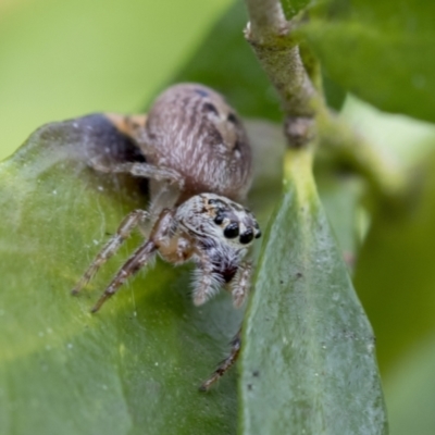 Opisthoncus grassator (Jumping spider) at Higgins, ACT - 1 Sep 2021 by AlisonMilton