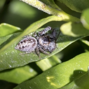 Opisthoncus grassator at Higgins, ACT - 1 Sep 2021