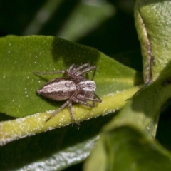 Oxyopes sp. (genus) (Lynx spider) at Higgins, ACT - 31 Aug 2021 by AlisonMilton