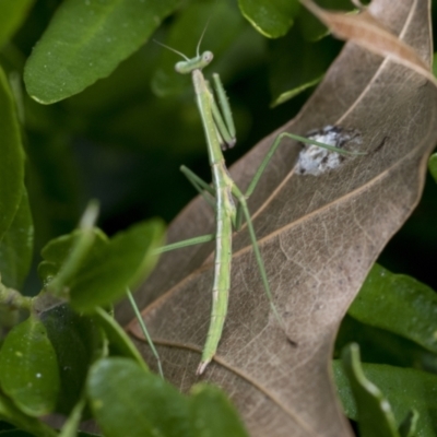 Unidentified Praying mantis (Mantodea) at Higgins, ACT - 1 Sep 2021 by AlisonMilton