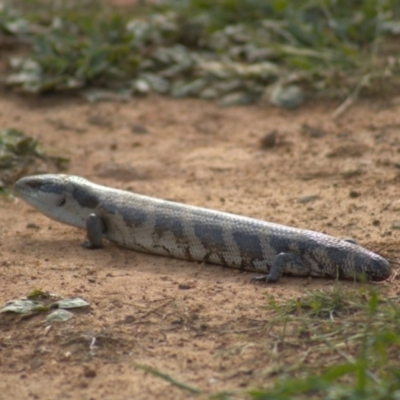 Tiliqua scincoides scincoides (Eastern Blue-tongue) at Molonglo Valley, ACT - 18 Oct 2021 by Amy