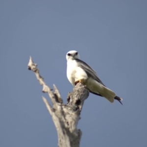 Elanus axillaris at Cook, ACT - 18 Oct 2021