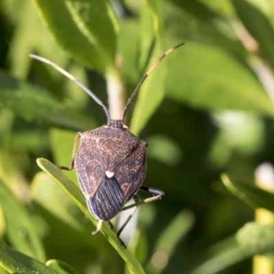 Poecilometis strigatus (Gum Tree Shield Bug) at Higgins, ACT - 1 Sep 2021 by AlisonMilton