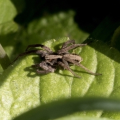 Unverified Spider at Higgins, ACT - 1 Sep 2021 by AlisonMilton