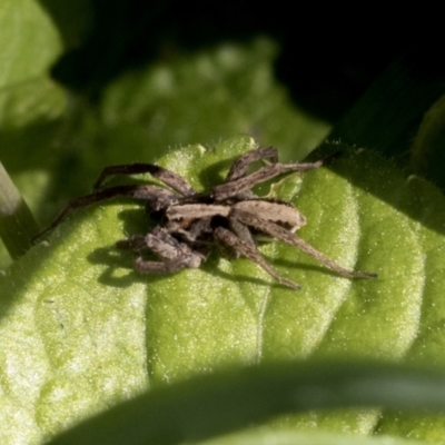 Unidentified Spider at Higgins, ACT - 1 Sep 2021 by AlisonMilton