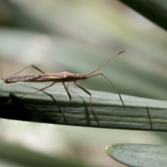 Mutusca brevicornis (A broad-headed bug) at Higgins, ACT - 1 Sep 2021 by AlisonMilton