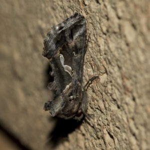 Chrysodeixis argentifera at Higgins, ACT - 1 Sep 2021