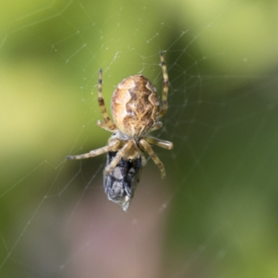 Araneus hamiltoni (Hamilton's Orb Weaver) at Higgins, ACT - 1 Sep 2021 by AlisonMilton