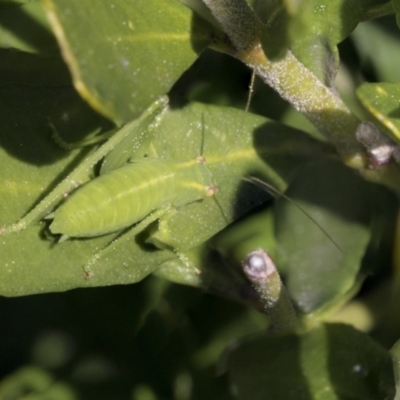 Caedicia simplex (Common Garden Katydid) at Higgins, ACT - 1 Sep 2021 by AlisonMilton