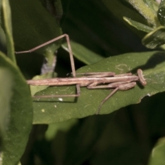 Tenodera australasiae at Higgins, ACT - 31 Aug 2021 01:21 PM