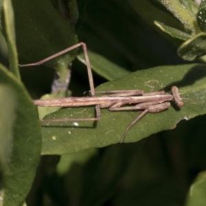 Tenodera australasiae at Higgins, ACT - 31 Aug 2021 01:21 PM