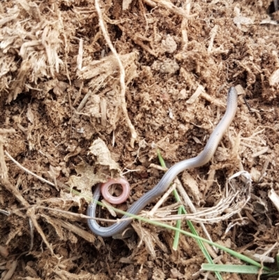 Aprasia parapulchella (Pink-tailed Worm-lizard) at Theodore, ACT - 18 Oct 2021 by VeraKurz