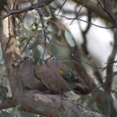 Phaps chalcoptera (Common Bronzewing) at Mount Painter - 18 Oct 2021 by Amy