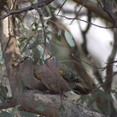 Phaps chalcoptera (Common Bronzewing) at Mount Painter - 18 Oct 2021 by Amy