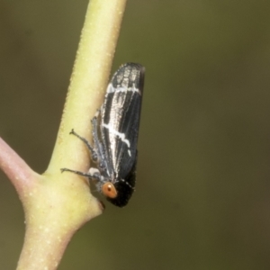 Eurymeloides bicincta at Hawker, ACT - 17 Oct 2021