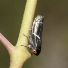 Eurymeloides bicincta at Hawker, ACT - 17 Oct 2021 10:50 AM