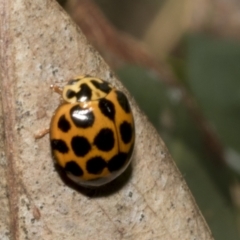 Harmonia conformis (Common Spotted Ladybird) at Hawker, ACT - 17 Oct 2021 by AlisonMilton