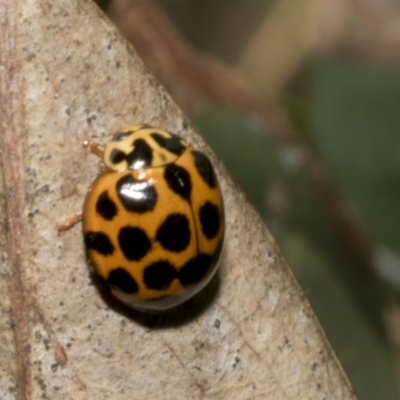 Harmonia conformis (Common Spotted Ladybird) at Hawker, ACT - 17 Oct 2021 by AlisonMilton