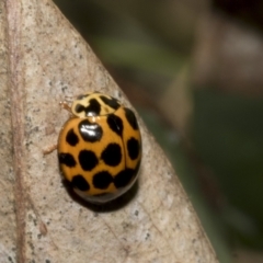 Harmonia conformis at Hawker, ACT - 17 Oct 2021 10:52 AM