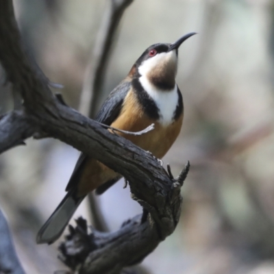 Acanthorhynchus tenuirostris (Eastern Spinebill) at Hawker, ACT - 17 Oct 2021 by AlisonMilton