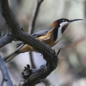 Acanthorhynchus tenuirostris at Hawker, ACT - 17 Oct 2021