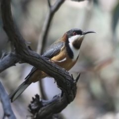 Acanthorhynchus tenuirostris at Hawker, ACT - 17 Oct 2021