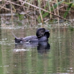 Biziura lobata (Musk Duck) at Splitters Creek, NSW - 15 Oct 2021 by KylieWaldon