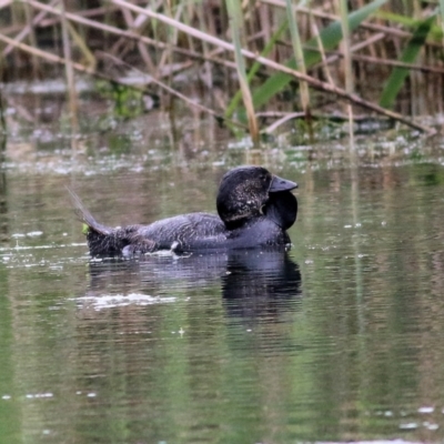 Biziura lobata (Musk Duck) at Splitters Creek, NSW - 15 Oct 2021 by KylieWaldon